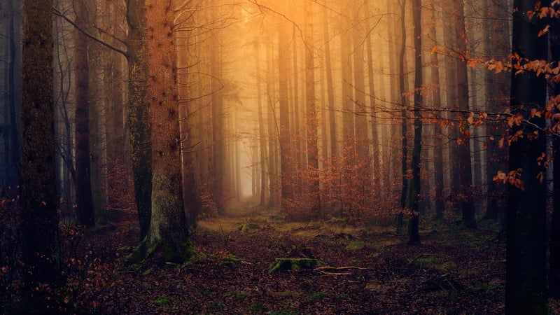 Enchanted Forest Feast