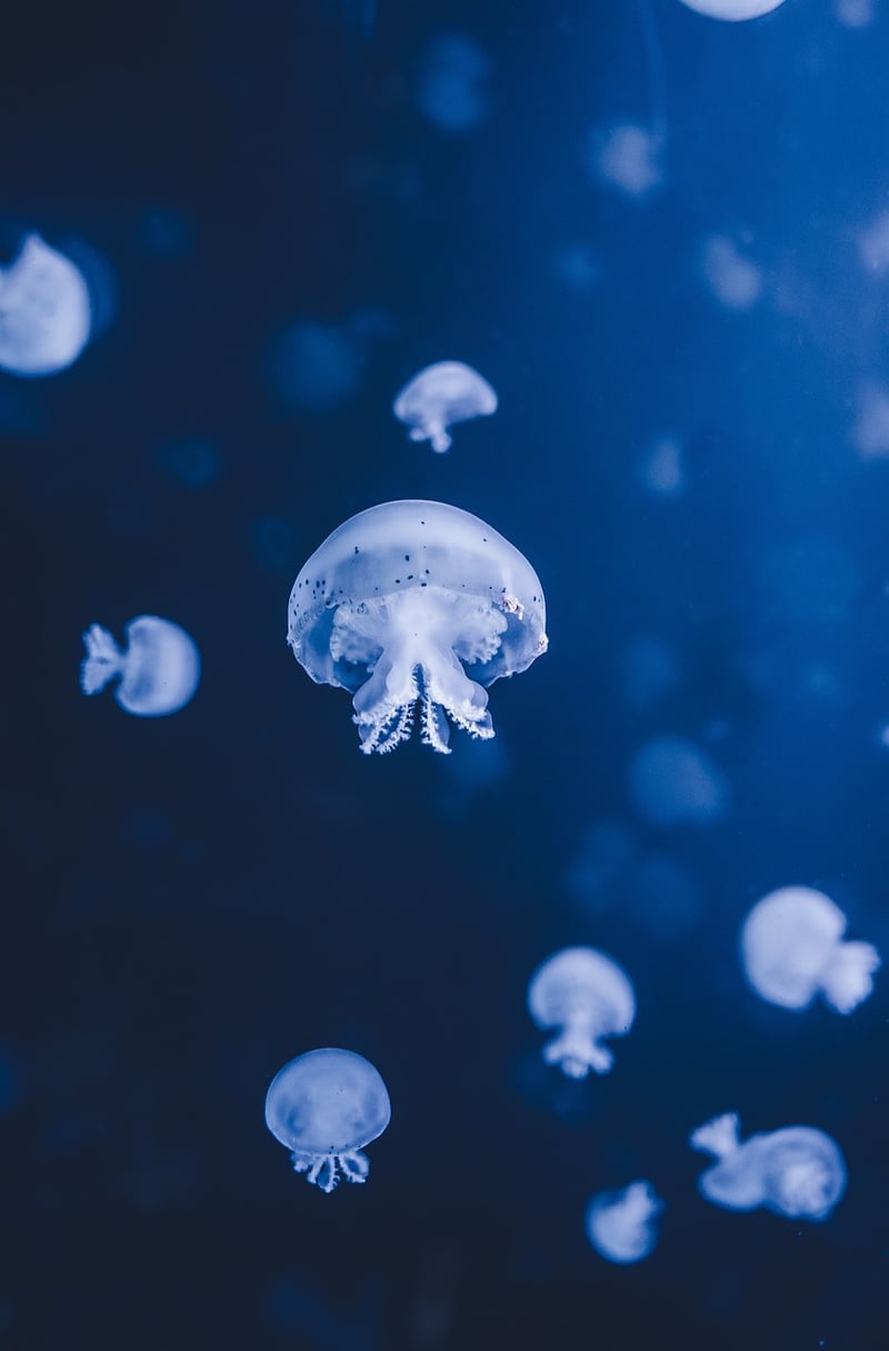 Mermaid's Underwater Delight